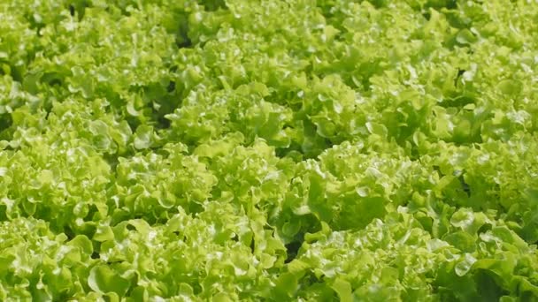 Taze hidroponik sebze çiftliği, sebze salatası, hidroponik çiftliği. - Video, Çekim