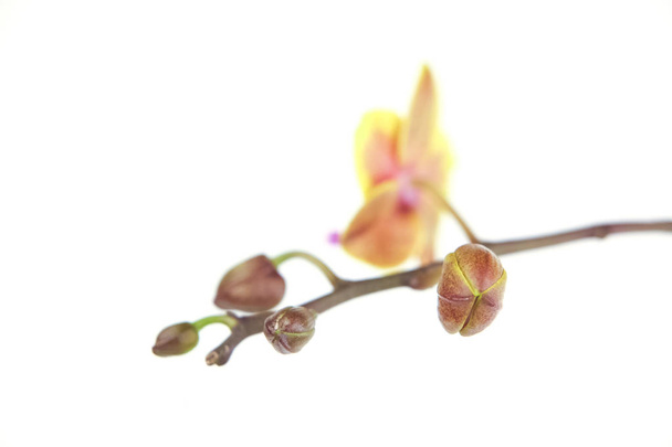Orquídea rara bonita em um pote em um fundo branco - Foto, Imagem