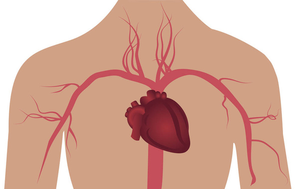 Arteriensystem im menschlichen Körper Vektor Illustration - Vektor, Bild