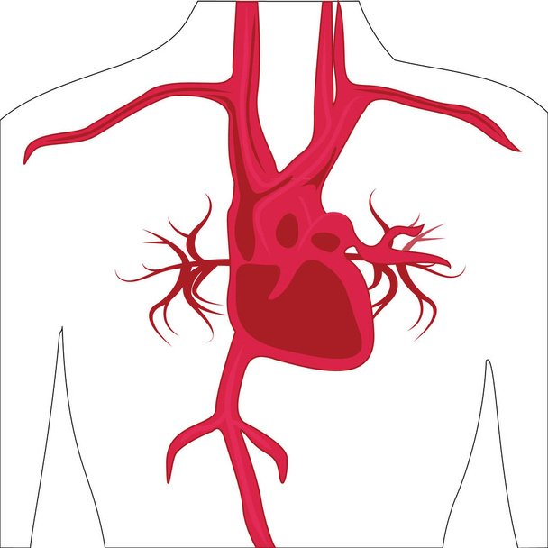 人間の体のベクトル図に動脈システム - ベクター画像