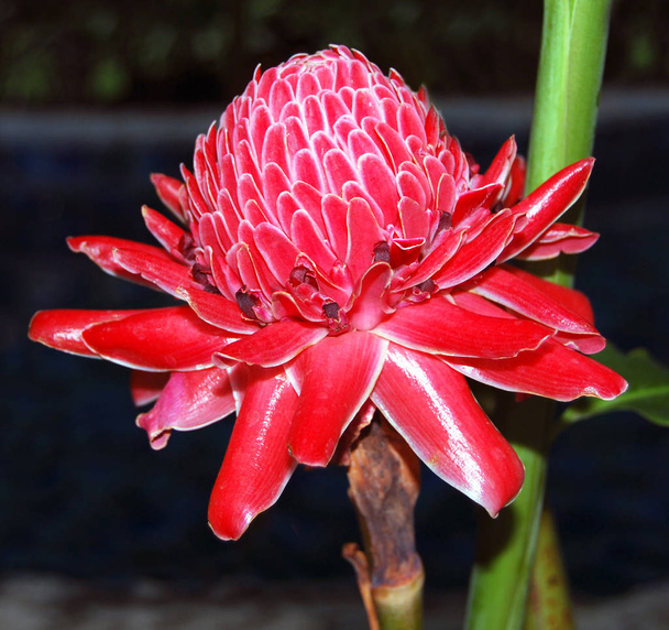 Curcuma elatior ook bekend als fakkel gember, gember bloem, rode gember lily, lily van de fakkel, wild ginger, combrang, bunga kantan, wax bloem dicht - van weergave   - Foto, afbeelding
