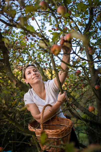Middle aged woman picking apples in her orchard - soon there will be a lovely smell of apple pie in her kitchen (color toned image) - Foto, Bild