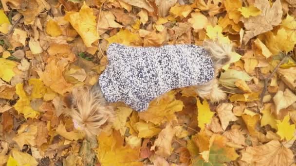 raza de perro yorkshire terrier - Metraje, vídeo