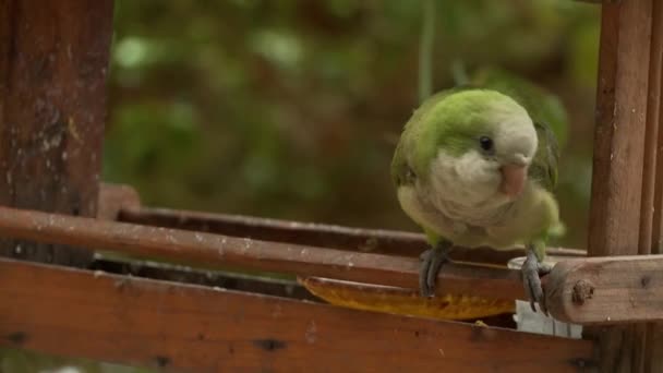 Video periquito-linnusta
 - Materiaali, video