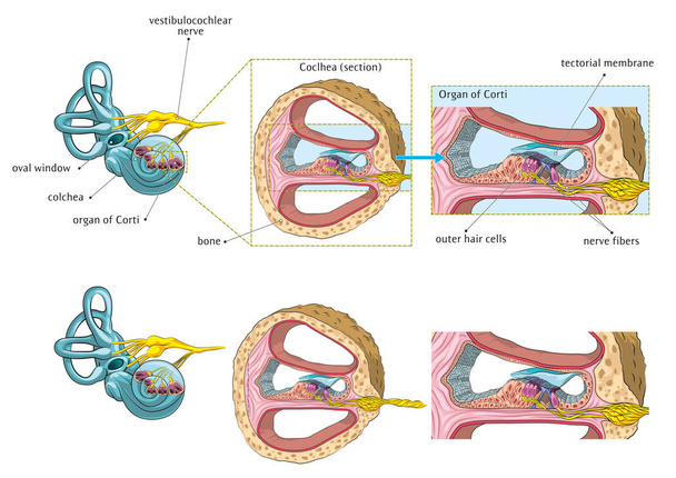 Ilustracja wektorowa podstawy anatomii ludzkiego ucha wewnętrznego. - Wektor, obraz