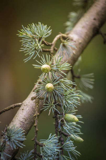 Árbol de cedro deodara mayormente conocido como cedro con conos de semillas
 - Foto, imagen