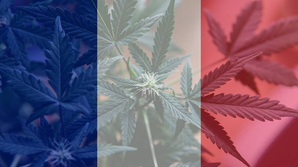  uso de cannabis medicinal en Francia para recreativas. Noticias de cannabis de Francia en el año 2019 - Foto, Imagen