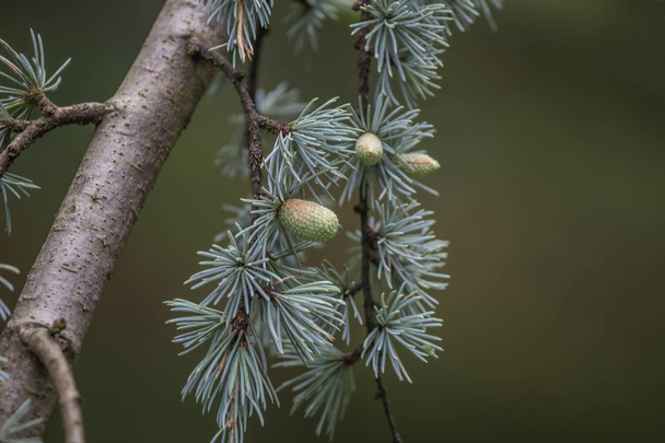 Cèdre deodara arbre principalement connu sous le nom de cèdre avec des cônes de graines
 - Photo, image