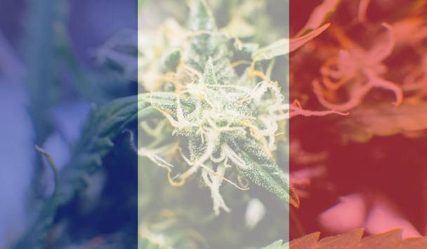  gyógyszerek a kannabisz használata Franciaországban szabadidős. Franciaország cannabis híreket 2019-ben - Fotó, kép