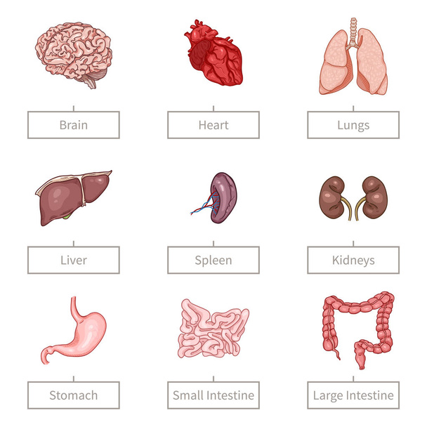 Векторний мультиплікаційний кольоровий набір анатомічних органів людини з номінацією
. - Вектор, зображення