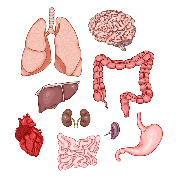 Conjunto de desenhos animados vetoriais de órgãos humanos anatômicos. Ilustração da Medicina
. - Vetor, Imagem