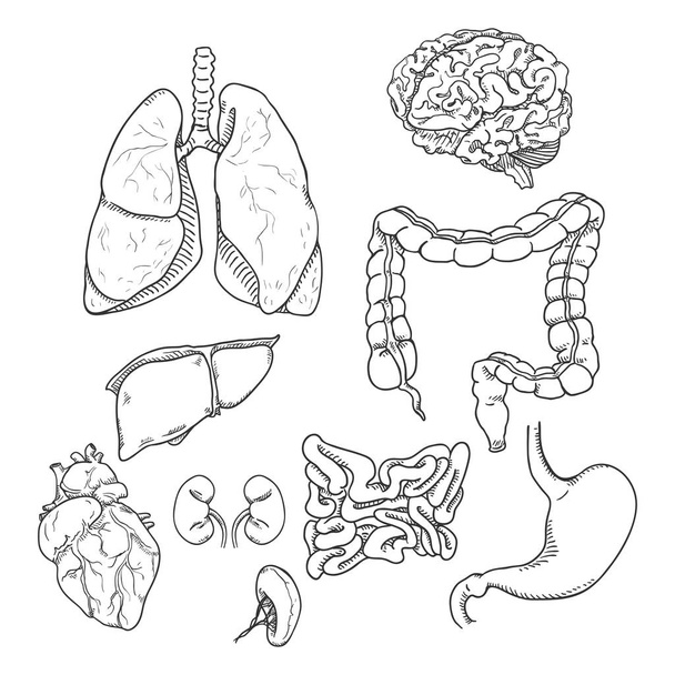 Vector Sketch Set of Anatomical Human Organs. Medicine Illustration. - Vector, Image