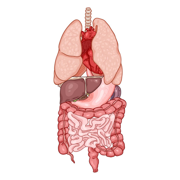 解剖学的な臓器のベクトル漫画セット. - ベクター画像