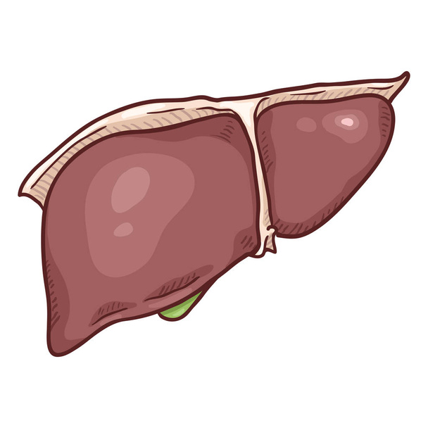 Fígado humano dos desenhos animados vetoriais com vesícula biliar
 - Vetor, Imagem
