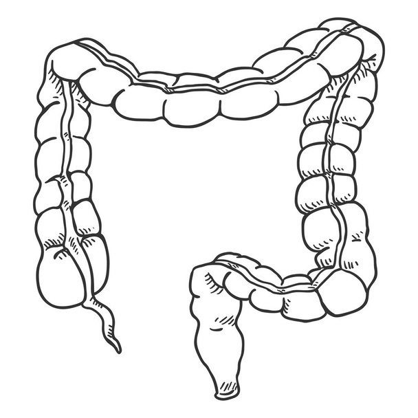 Векторний ескіз великого кишечника людини. Анатомічна органна ілюстрація
. - Вектор, зображення