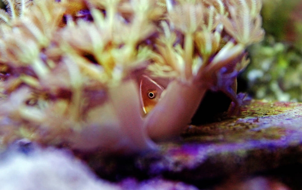 Pink Skunk Clownfish - (Amphiprion perideraion) - Photo, Image