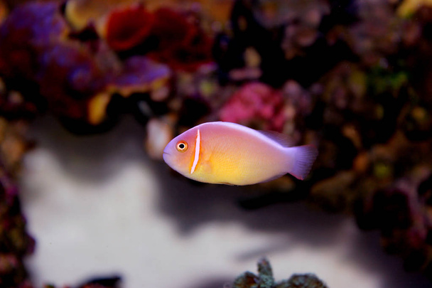 Pink Skunk Clownfish - (Amphiprion perideraion) - Photo, Image
