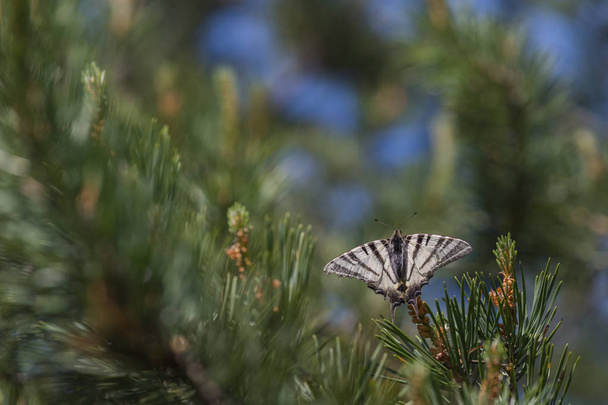 Kırlangıçkuyruğu Iphiclides podalirius kelebek bir Ladin üzerinde oturuyor. - Fotoğraf, Görsel