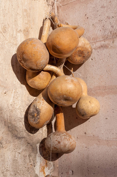 Сушать пляшку gourd на стіні в Goreme Каппадокії, кальян gourd, Flowered gourd, Біла квітка гарбуз Lagenaria. - Фото, зображення