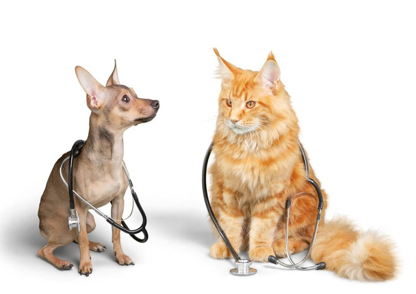 pequeno cão bonito e gato vermelho com estetoscópios
 - Foto, Imagem