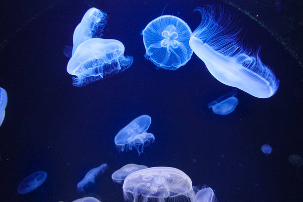 Группа медуз в воде на Крите, Греция
  - Фото, изображение