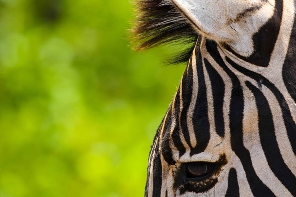 Stripes in black and white on a wild zebra head, South Africa - Foto, Imagen