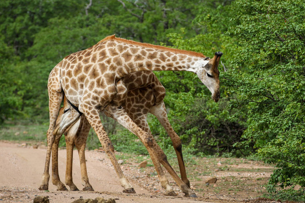 African giraffes fighting with long necks on safari, Kruger National Park - Photo, Image