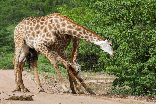Giraffe africane che combattono con lunghi colli durante il safari, Kruger National Park
 - Foto, immagini