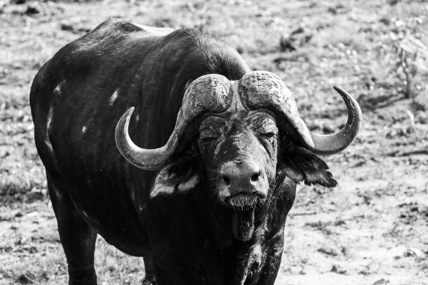Old male Cape buffalo bull with long horns , South Africa - Photo, Image