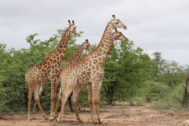 African żyrafa rodzinie spędzać czas razem na safari, Kruger National Park - Zdjęcie, obraz