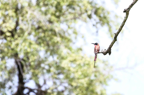 Пчелоед Кармин на ветке деревьев, Национальный парк Крюгера
 - Фото, изображение