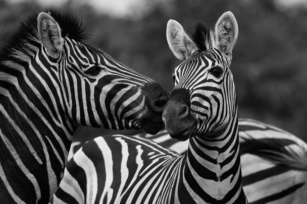 Черно-белые лошади зебра игры, Национальный парк Крюгер, Южная Африка, черно-белое фото
  - Фото, изображение
