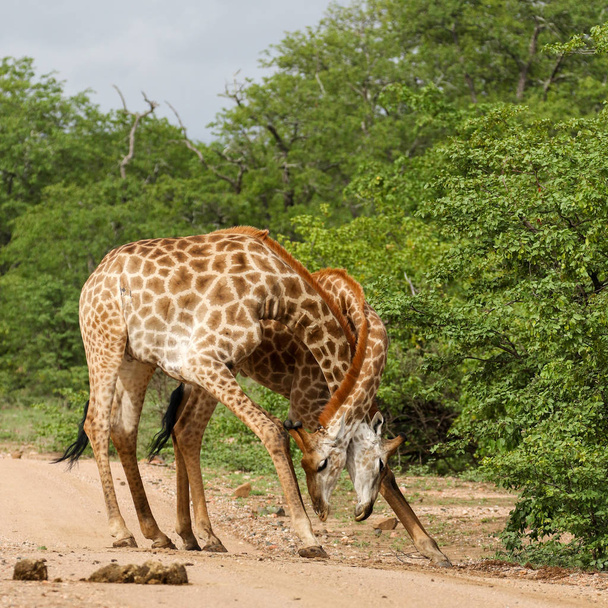 African giraffes fighting with long necks on safari, Kruger National Park - Photo, Image