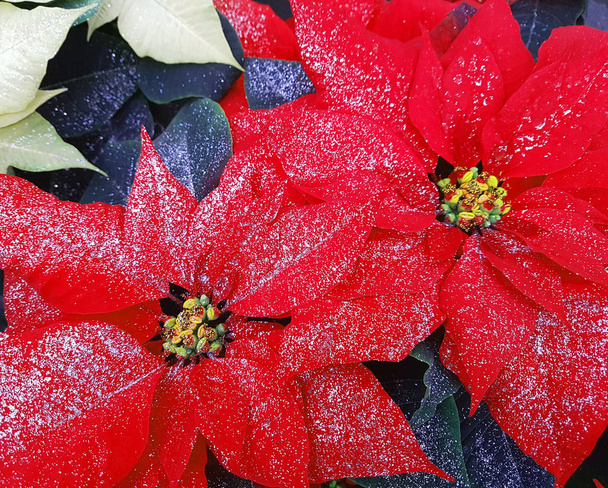 Big red leaves of poinsettia plants also called Christmas Star with glitter - Photo, Image