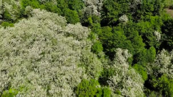Légi drone lövés, mint a kelet-európai hill erdő. Buja zöld fák, és a kék ég, a nyár folyamán. Shot 4k (Uhd). - Felvétel, videó