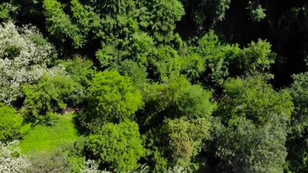 Légi drone lövés, mint a kelet-európai hill erdő. Buja zöld fák, és a kék ég, a nyár folyamán. Shot 4k (Uhd). - Felvétel, videó