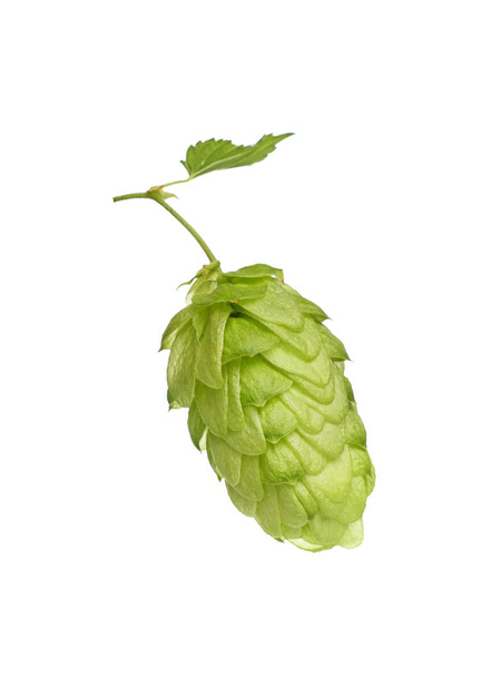 葉と枝に新鮮な緑のホップの1つのコーンを閉じます,ビールや漢方薬の成分,白の背景に隔離されました,低角度側のビュー - 写真・画像