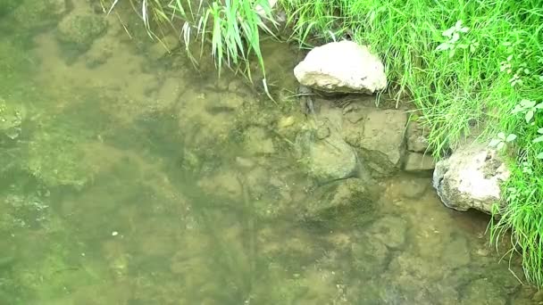 Flowing clear water through the wide country - Footage, Video