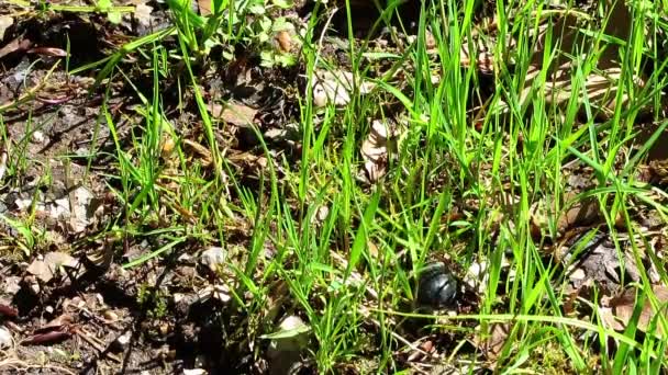 Petit scarabée noir se frayant un chemin dans la nature
 - Séquence, vidéo