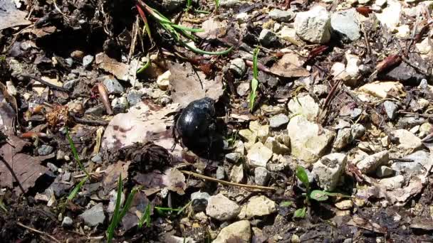 Pequeño escarabajo negro luchando en su camino a través de la naturaleza
 - Metraje, vídeo