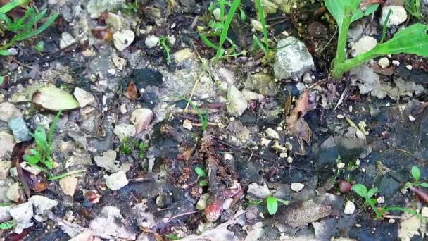 Ameisen laufen auf dem Boden des Waldes herum - Filmmaterial, Video