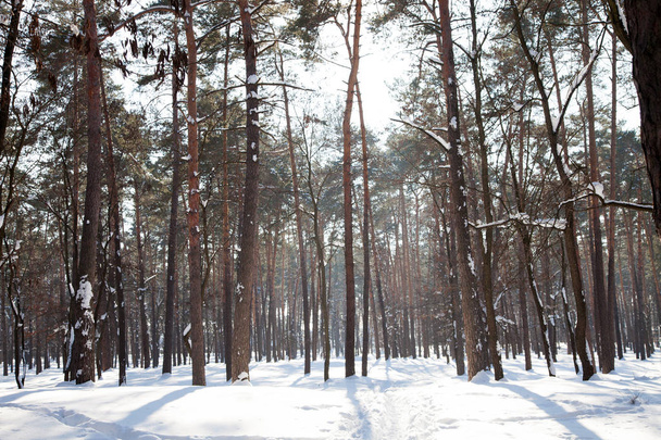 Panoramic image of winter forest with tree shadows on foreground and footsteps being trodden on snow surface - Photo, Image