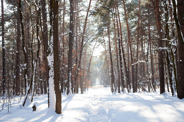 Foto panorâmica de árvores nevadas com trilha ao longo da floresta e raios de sol brilhando entre troncos de árvores
 - Foto, Imagem