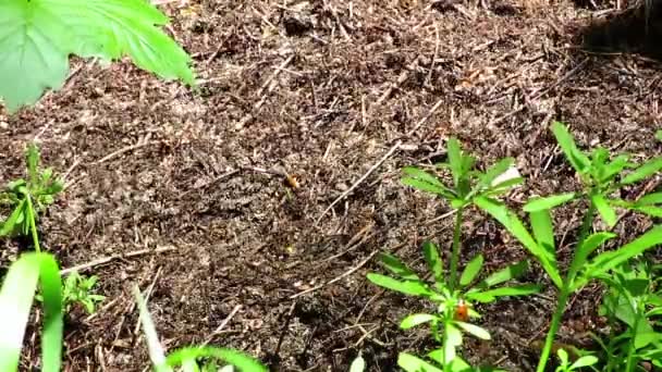Ormanın içinde büyük bir karınca yuvası üzerinde dolaşan karıncalar - Video, Çekim