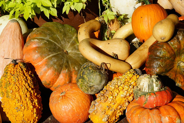 pile of fresh harvested pumpkins and gourds - Photo, Image