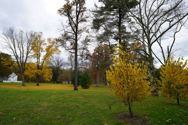 φθινοπωρινή σκηνή πάρκο με πράσινο γκαζόν και κίτρινα δέντρα foliaged - Φωτογραφία, εικόνα