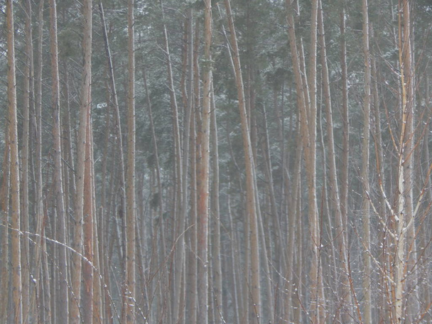 冬の自然の植物や木々 の質感 - 写真・画像