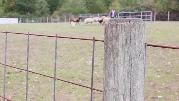 fence on a farm with sheep being herded by a dog in the background - Footage, Video