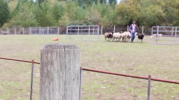 schapen worden gedreven door een hond achter een hek - Video