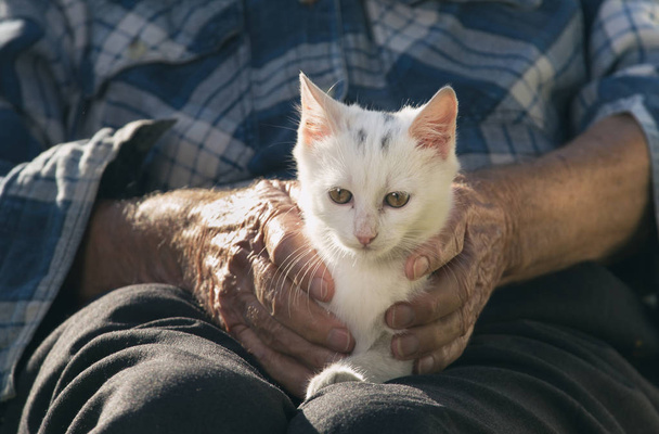Älterer Mann kuschelt kleine weiße Katze auf seinem Schoß im Garten - Foto, Bild